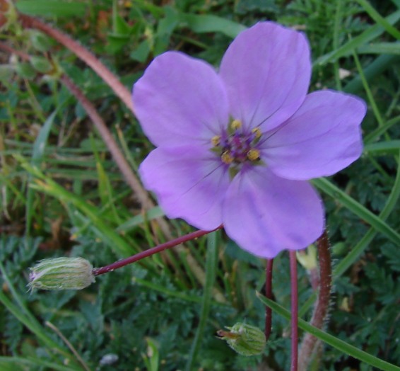 buio totale! - Erodium sp.
